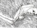 2008_7.jpg; 2008/007; Ohne Titel; Tuschezeichnung