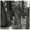 2022_120.jpg; 2022/120; Friedhof in Dorsten; Fotografie