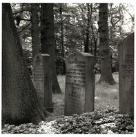 2022_120.jpg; 2022/120; Friedhof in Dorsten; Fotografie