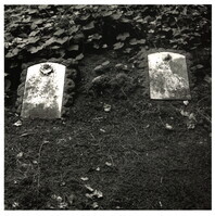 2022_121.jpg; 2022/121; Friedhof in Münster; Fotografie