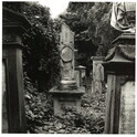 2022_122.jpg; 2022/122; Friedhof in Münster; Fotografie
